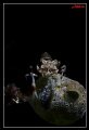   Hello this my 1st post would like seek critics comments.Thank you very muchbumble bee shrimpSNOOT SHOT SUBSEE 10 commentsThank comments Thank  